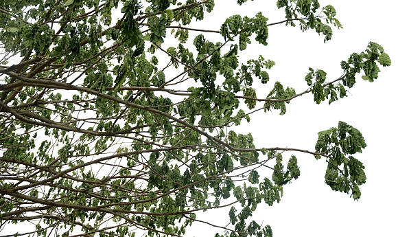 istock Tree branches with green leaves against a transparent background, the branches are brown and thin, the leaves are small and clustered 2219418012