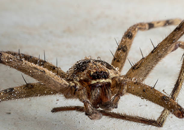 istock close up of spider  Wolf Spider 2219418207