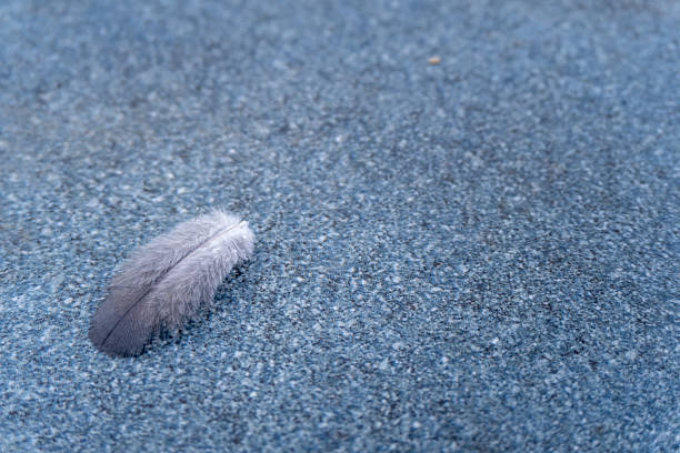 A delicate fallen pigeon feather rests on a rooftop tile, creating an artistic and serene composition in India. (Scientific Name: Columba livia