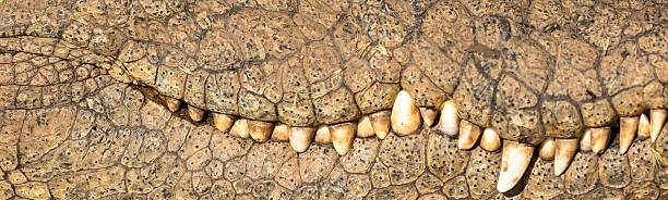 Close up of captive African Nile Crocodile