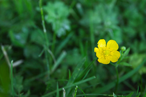 A vibrant yellow buttercup in a green meadow
