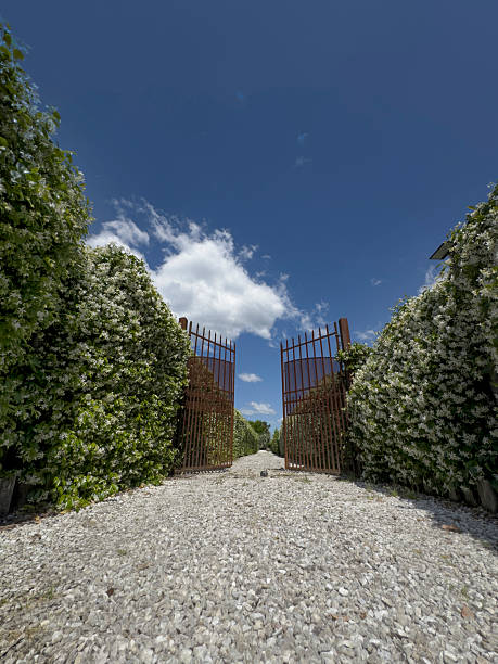 istock Wrought iron gate between flowering hedges of jasmine under a clear sky 2219419846