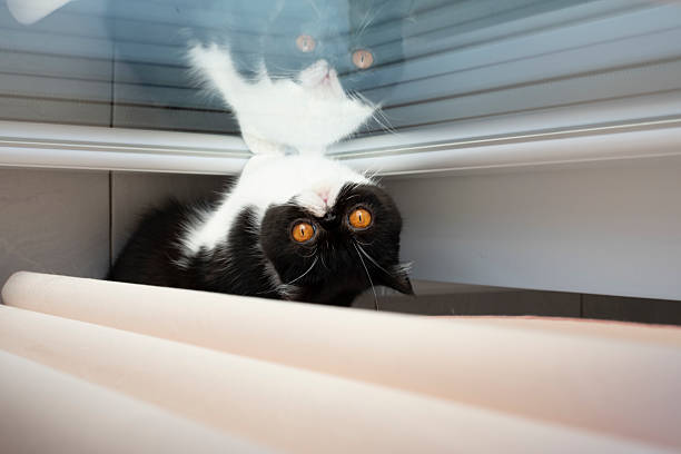 Exotic shorthair cat playing