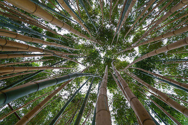 A close-up view from below showcasing bamboo shoots rising tall and straight into a cloudy sky