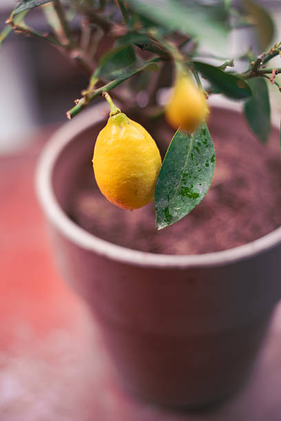 istock Tiny yellow lime lemons fruits close up still on a green lemon tree plant 2219421845