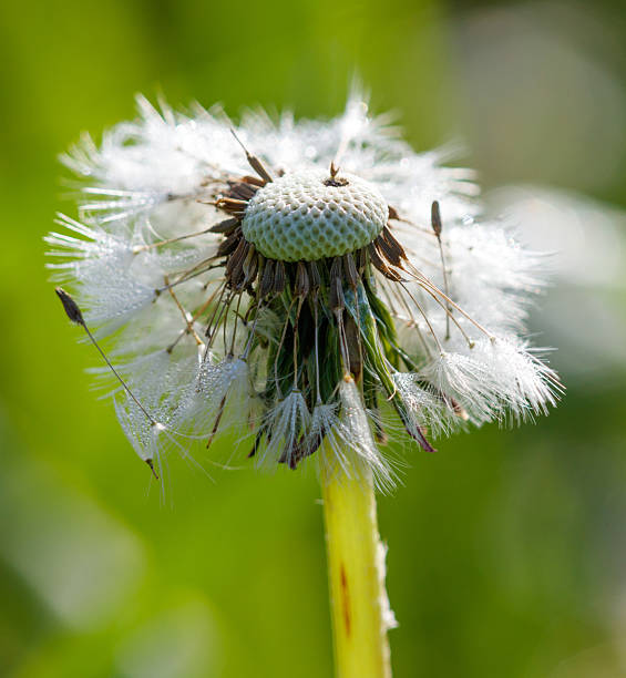 istock A dandelion flower with a white head and yellow stem 2219421858