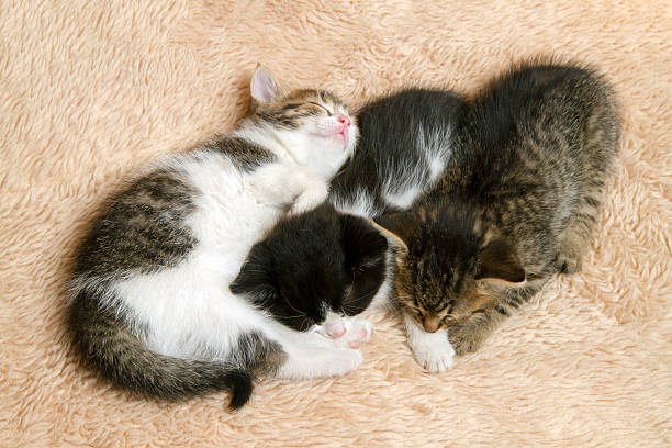 istock Little kittens sleeping together on the carpet. 2219422373