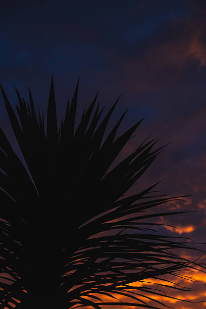 silhouette of a cabbage palm tree set against an intense pink and orange sunrise with dramatic clouds in the sky