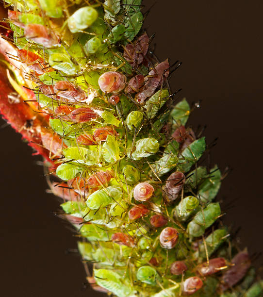 istock Aphids on a plant on a black background. 2219422469
