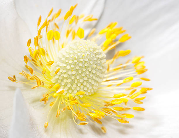 open bud white anemone flowers close-up in the autumn evening