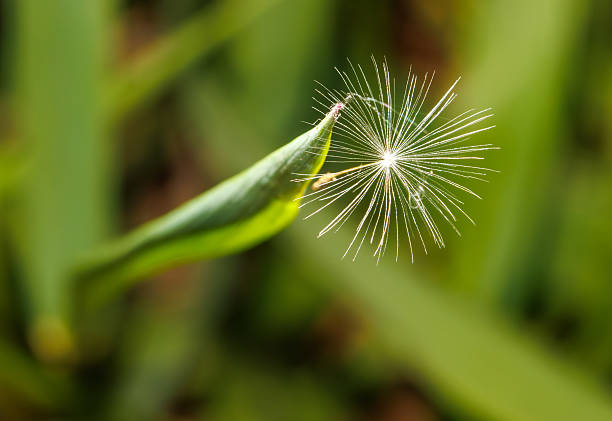 A single flower with a stem is shown in the foreground. The flower is surrounded by green grass and leaves. Concept of growth and life, as the flower is a symbol of new beginnings and the grass