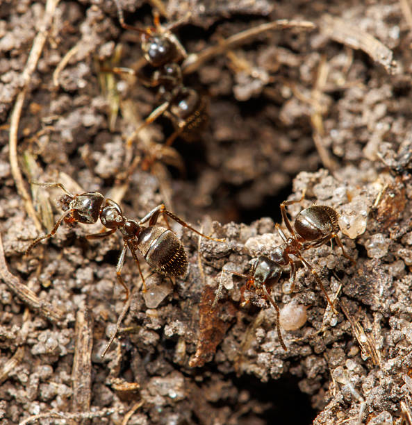 istock Three ants are in a hole in the ground 2219422674
