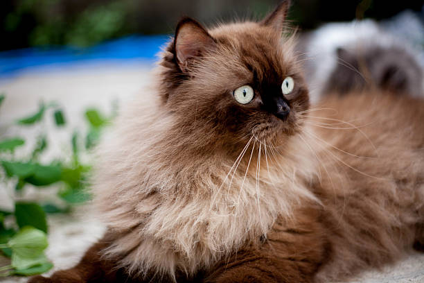 istock Persian cat eating favorite cat grass on concrete floor 2219424879