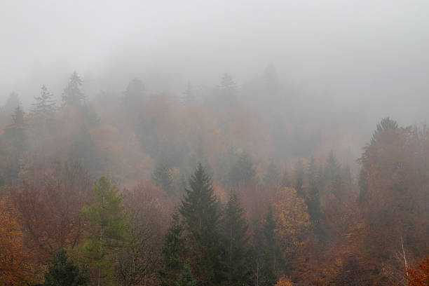 A serene autumn scene featuring a misty forest landscape, where golden and crimson leaves contrast beautifully against the soft haze