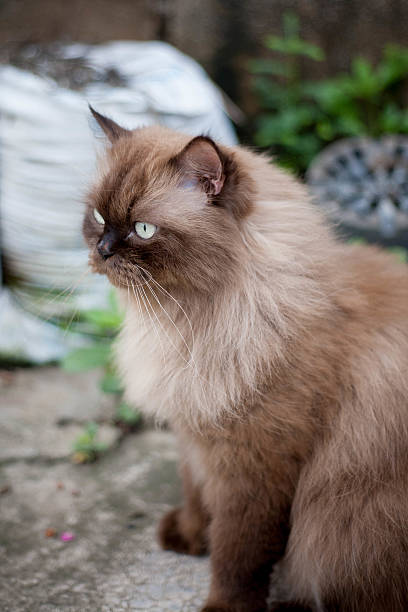 istock Persian cat eating favorite cat grass on concrete floor 2219424966