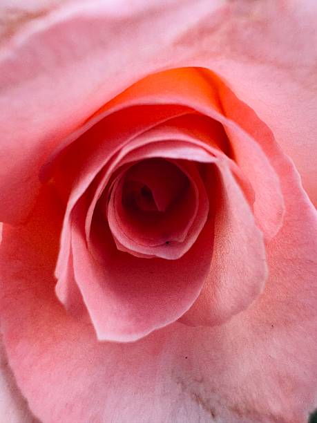 istock light pink rose petals background 2219425395