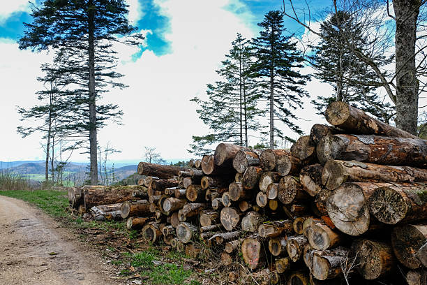 Forest industry timber wood harvesting Switzerland