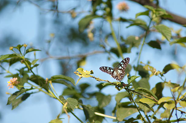 istock Blue tiger on West Indian lantana. 2219427446