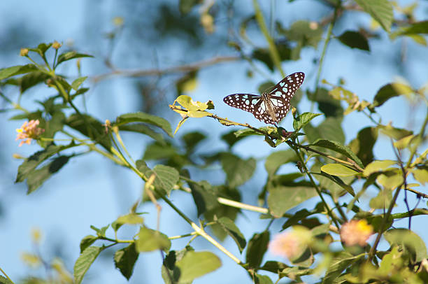 istock Blue tiger on West Indian lantana. 2219427458