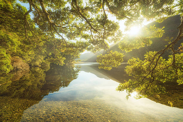 A serene and scenic landscape featuring majestic mountains and lush trees perfectly reflected in calm waters in Fiordland National Park, New Zealand.