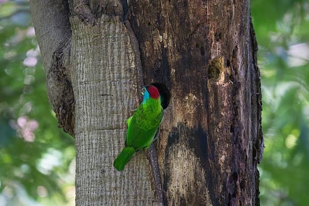 istock Colorful bird on tree trunk in forest. 2219428778