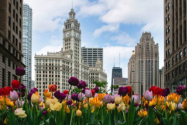 istock Tulips and Chicago Skyscrapers 2219430098
