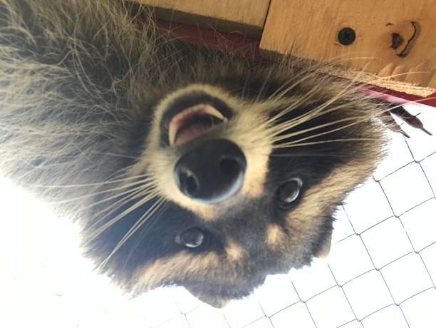 Playful raccoon captured from below, showcasing its curious expression and furry features in a close-up setting