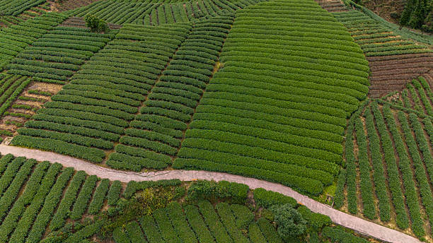 istock Chinese tea plantations 2219430820
