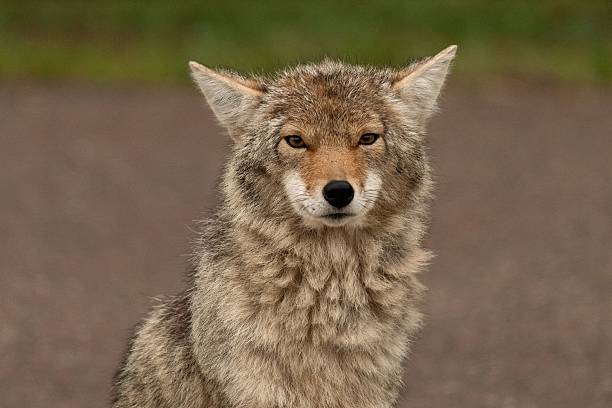 istock Coyote in Natural Habitat 2219431059