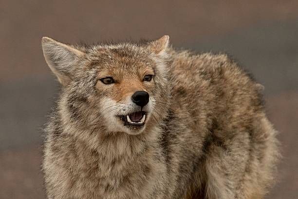 istock Coyote in Natural Habitat 2219431063