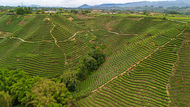 istock Chinese tea plantations 2219431497
