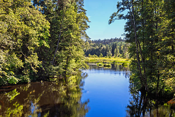 istock Beautiful view at a lake in a deciduous forest a summer day 2219432352