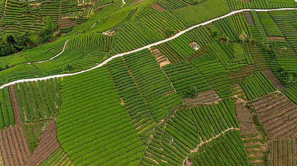 istock Chinese tea plantations 2219432383