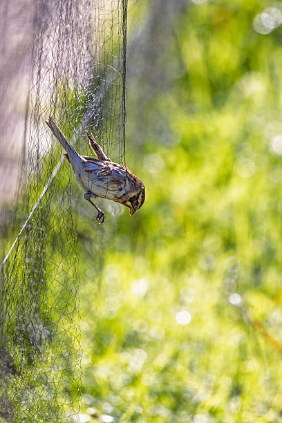 istock Mist net with a bird caught in the net 2219432384