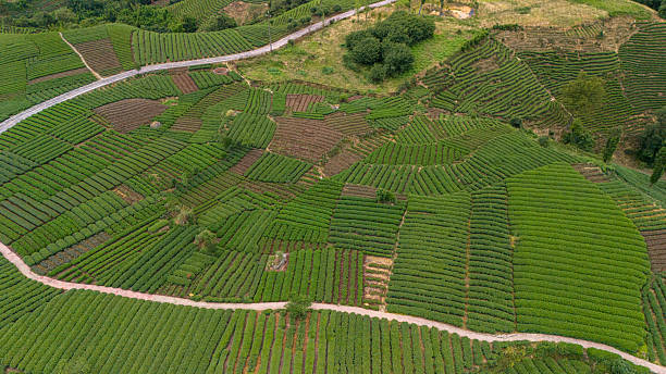 istock Chinese tea plantations 2219432687