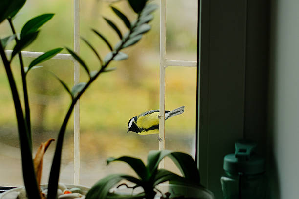 istock A titmouse is sitting on a branch outside the window 2219434808
