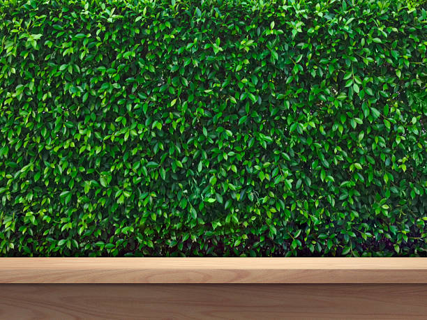 Empty wooden table, lush green bush background for product placement.