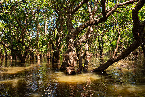 istock Flooded forest with trees in water in Cambodia 2219435928