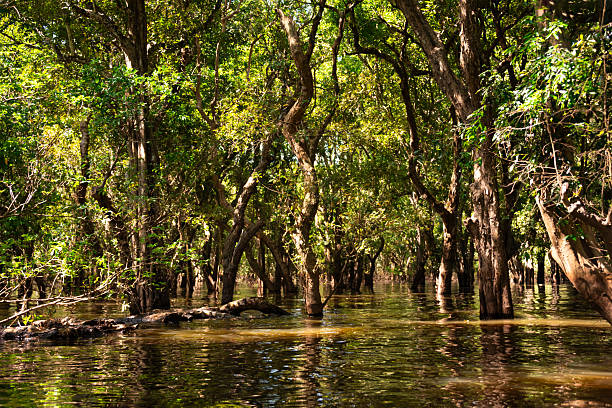 istock Flooded forest with trees in water in Cambodia 2219436072