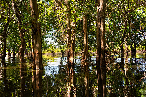 istock Flooded forest with trees in water in Cambodia 2219436316