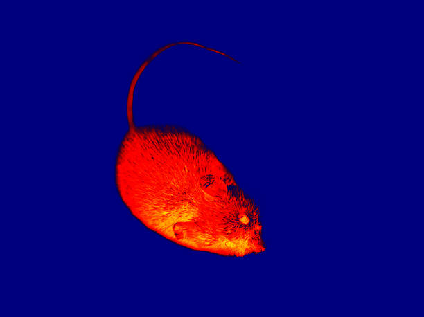 istock A gray mouse with big eyes in close-up. A rodent on a blue background. 2219436787