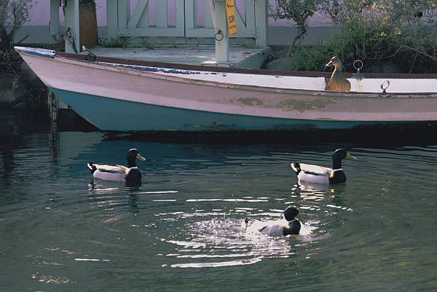 Ducks swimming in a lake with a single duck sitting in a small boat.