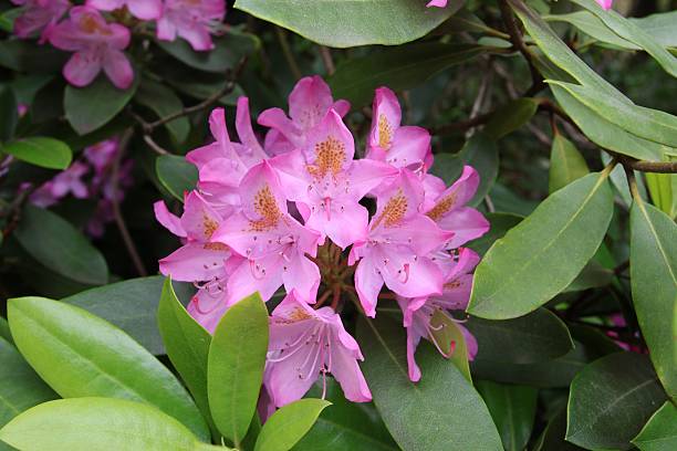 istock Pink rhododendron flowers in a garden. 2219438486
