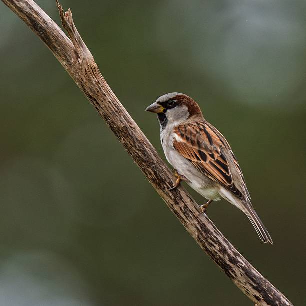 istock Sparrow on branch with blurred green backdrop. 2219440622