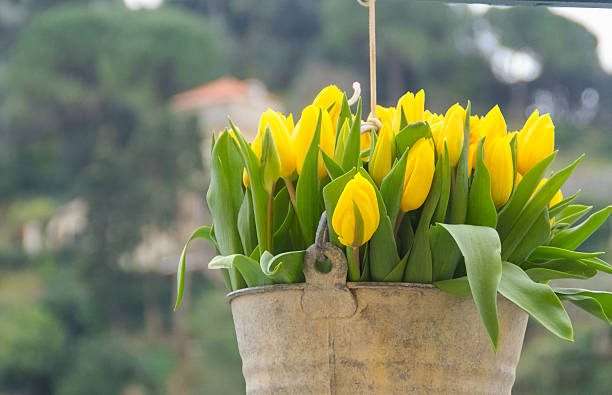 A vibrant bouquet of bright yellow tulips in a rustic metal bucket, hanging with a soft focus background of lush green foliage and a distant building.