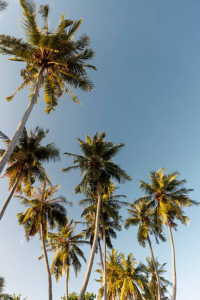 istock Tropical Palm Trees Against Clear Summer Sky 2219444628