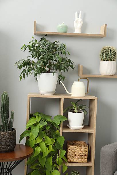 istock Watering can and beautiful houseplants at home 2219444655