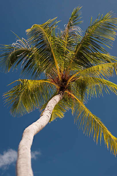 A vibrant tropical palm tree stands tall, its green fronds stretching against a clear blue summer sky