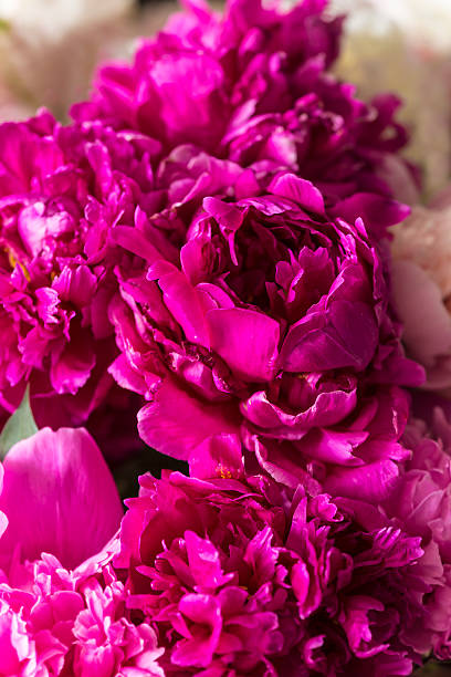 istock Beautiful purple peonies flowers background 2219444960