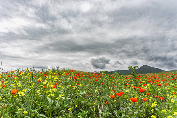 Blooming poppy fields and gray cloudy sky. Selective focus.